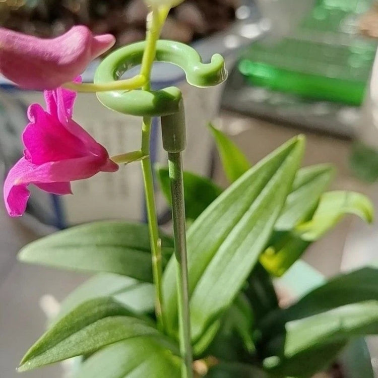 10個一賣植物盆栽花卉造型支撐桿固定防倒伏護恭弘=叶 恭弘架