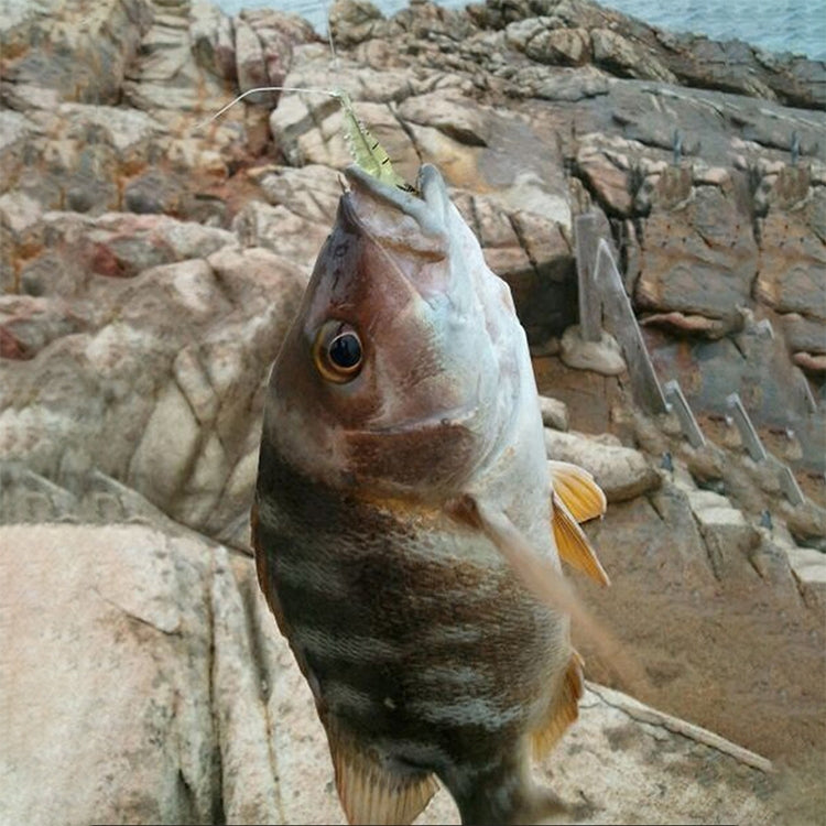 10個一賣 精緻小蝦/加味軟蝦假蝦 路亞軟餌/路亞餌4cm 原色小蝦