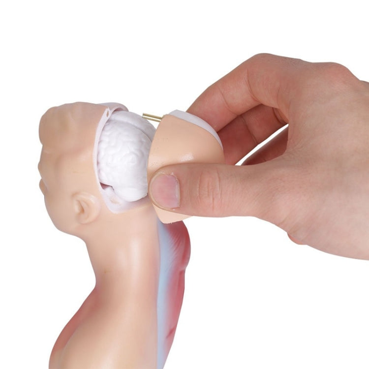 醫用中小學教育26CM軀幹模型人體解剖器官結構模型