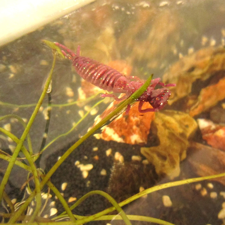 15個一賣 幼蟲硅膠軟餌8色路亞餌