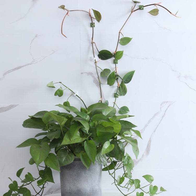 50個賣 綠蘿爬牆扣 藤蔓無痕綠植固定器 自粘掛鈎