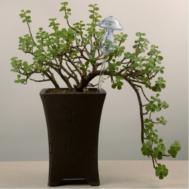 蘑菇形狀房屋植物花卉澆水器 自動澆水透明玻璃裝置